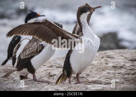 Blauäugiger Kormoran (Phalacrocorax atriceps), auch Kaiserfieber, Jungvögel, die ihre Federn pflegen, Bleaker Island, Falklandinseln, Großbritannien Stockfoto