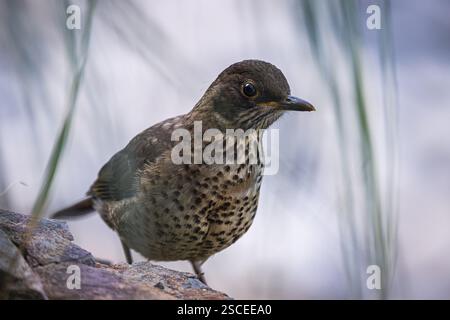 Falkland-Soor oder Magellan-Soor (Turdus falcklandii), weibliches Vogel, Bleaker Island, Austral-Soor, Großbritannien, Südatlantik Stockfoto