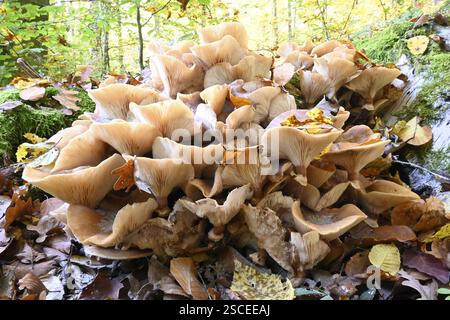 Honigpilz, Armillaria polymyces, Nadelhonigpilz, brauner Honigpilz, Halli-Sumpf (Armillaria ostoyae) Stockfoto