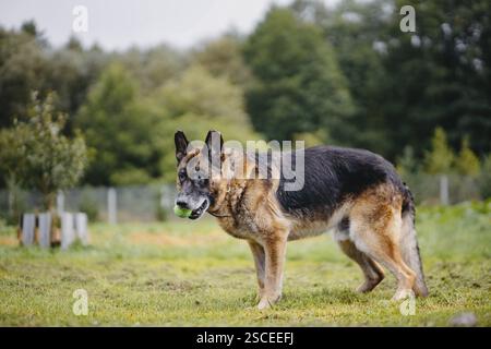 Ein deutscher Schäferhund steht auf einem Grasgelände mit einem Ball im Mund, bereit zum Spielen Stockfoto
