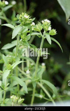 Pflanze, Kraut natürliche süße Pflanze Blätter gebräuchlicher Name Stevia Zuckerpflanze botanischer Name Composite Rebaudiana Bertoni Stockfoto