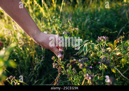 Sommer-Bohnenkraut (Satureja hortensis) in voller Blüte, ein vielseitiges Kraut, das für seine kulinarischen und medizinischen Eigenschaften bekannt ist. Stockfoto