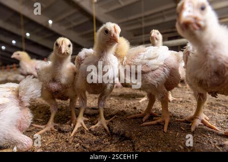 Hühner, die etwa sieben Tage alt sind, während der Umstellung auf Gefieder, ein Geflügelhaltungsbetrieb, in dem Fleischrassen von Masthühnern angebaut werden Stockfoto