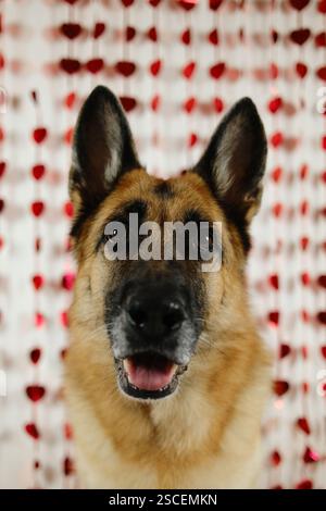 Valentinstag-Konzept. Lustiger deutscher Schäferhund innen auf weißem Hintergrund mit rot glänzenden Herzen. Ein verliebtes Haustier feiert den Valentinstag. Liebe Stockfoto