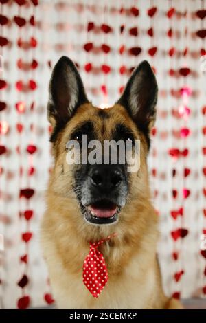 Valentinstag-Konzept. Lustiger deutscher Schäferhund mit roter Krawatte auf weißem Hintergrund mit roten Herzen. Ein verliebtes Haustier feiert den Valentinstag Stockfoto