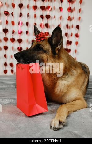 Valentinstag-Konzept. Deutscher Schäferhund mit roter Schleife auf dem Kopf, auf grauem Sofa neben roter Geschenkpapiertüte. Haustier verliebt feiert Valentinstag Stockfoto