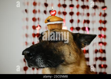 Lustiger Hund mit Muffin auf dem Kopf, Kerze in Herzform und der Aufschrift "Liebe". Deutscher Schäferhund liegt auf dem Bett mit Kuchen und glänzenden Herzen Stockfoto