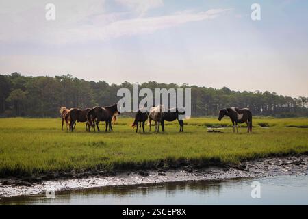 chincoteague-Pferde beim Weiden Stockfoto