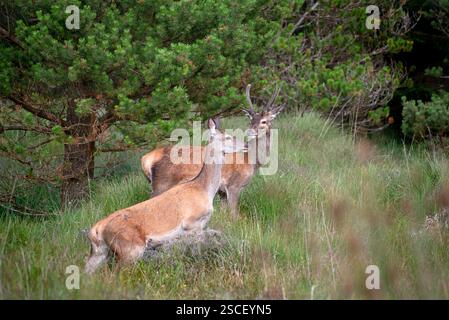 Wild Deer im Wald in County Wicklow, irische Tierwelt, Irland Stockfoto