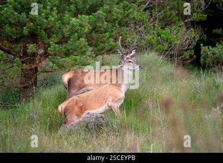 Wild Deer im Wald in County Wicklow, irische Tierwelt, Irland Stockfoto