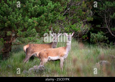 Wild Deer im Wald in County Wicklow, irische Tierwelt, Irland Stockfoto