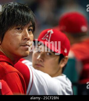 Anaheim, Kalifornien, USA. Juli 2023. IPPEI MIZUHARA (Mitte) im Engelsdugout ist der japanische Superstar SHOHEI OHTANI (rechts) Übersetzer und Rechtshänder der Los Angeles Angels. (Kreditbild: © Mark Edward Harris/ZUMA Press Wire) NUR REDAKTIONELLE VERWENDUNG! Nicht für kommerzielle ZWECKE! Stockfoto