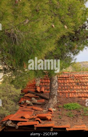 Beschädigte Terrakotta-Dachziegel mit Kiefernstamm und Ästen, die durch sie wachsen. Stockfoto