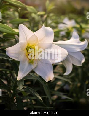 Nahaufnahme einer weißen Osterlililienblume (Lilium longiflorum) mit gelbem Hals in einem Garten. Stockfoto