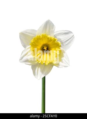 Weiße und gelbe Narzissen-Blüte isolierter Ausschnitt auf weiß Stockfoto