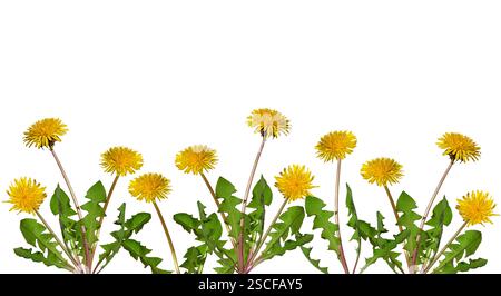 Gruppe von Löwenzahnpflanzen mit gelben Blüten isolierten Ausschnitt auf weiß Stockfoto