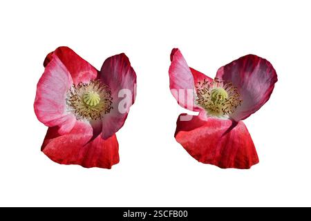 Closup-Makromohn isoliert auf weißem Hintergrund Stockfoto
