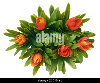 Künstliche Anordnung einer hellorangen, tulpenförmigen blühenden Pflanze mit langen grünen Blättern, isoliert von weißem Hintergrund, direkt von oben aufgenommen Stockfoto
