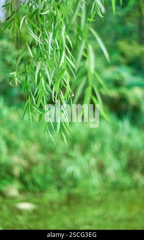 Grüne Zweige der Trauerweide Stockfoto