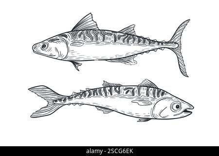 Makrele schwarz weiß Vektor-Illustration. Schwarzweißskizze von Hand gezeichnet. Tintenstich mit King Sea Fish. Grafische Zeichnung des Bonito-Thunfischs Stock Vektor
