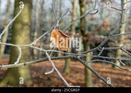 Einzelnes Buchenblatt auf Zweig mit Raureif im Winter Stockfoto