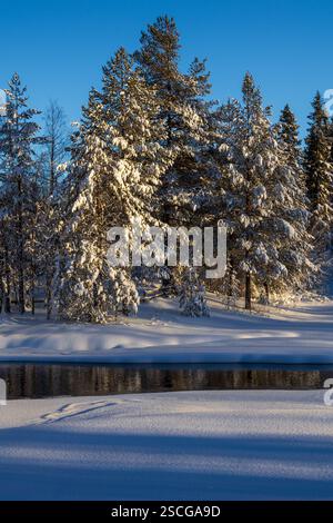 Kiefern stehen hoch am Wasser, ihre verschneiten Zweige leuchten unter der Wintersonne. Die Reflexionen tanzen auf der Oberfläche und verschmelzen Land und Himmel. Stockfoto