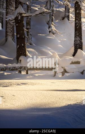Ein hölzerner Zaun schlängelt sich durch den Wald, während goldenes Licht bei Sonnenuntergang durch die Kiefern fließt und die Szene in warmen, magischen Tönen einfängt. Stockfoto