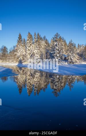Kiefern stehen hoch am Wasser, ihre verschneiten Zweige leuchten unter der Wintersonne. Die Reflexionen tanzen auf der Oberfläche und verschmelzen Land und Himmel. Stockfoto