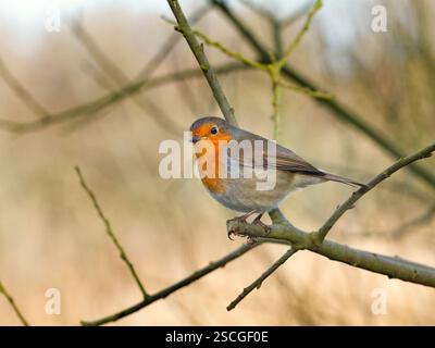Single Robin Erithacus rubecula in Hecke Februar Winter Stockfoto