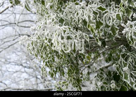 Baum mit Efeupflanze im Winter Stockfoto