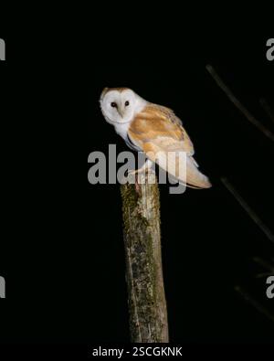Stalleule bei Nacht Stockfoto