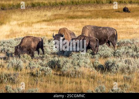 Eine Herde von Bisons weidet im Grasland des Yellowstone-Nationalparks Stockfoto