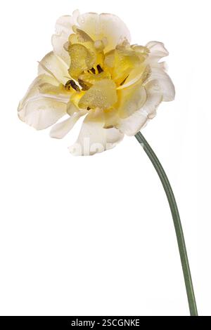 Große gelbe HybridTulpe in Tautropfen auf weißem Hintergrund. Studio-Aufnahme der gelben malerischen Tulpe isoliert auf weißem Hintergrund. Gegen das Licht geschossen Stockfoto