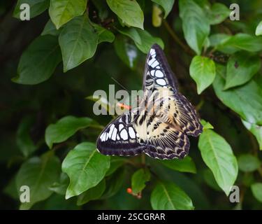 Ein wunderschöner großer Clipper (Parthenos sylvia) Schmetterling, der sich von Nektar von den Feuerbusblüten im Garten ernährt. Sie sind meist im Wald zu finden Stockfoto