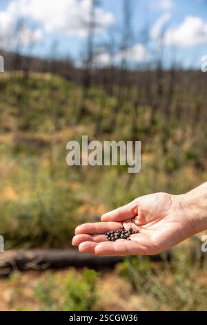 Dorf Kirki Evros Griechenland erholt sich nach einem massiven Waldbrand, Wald- und Bergrestaurierung, Umweltkatastrophe, eine Frau Hand mit Baum se Stockfoto