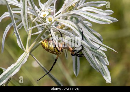 Argiope aurantia, Maisspinne, Euphorbia marginata, Garden Orbweaver, Snow on the Mountain, Texas, USA, Schreibspinne, gelbe Gartenspinne, Reißverschluss S Stockfoto