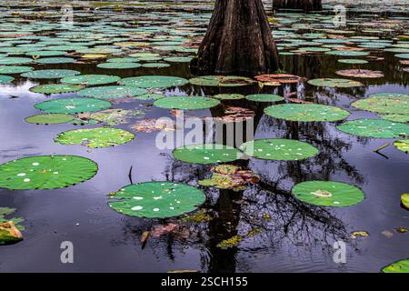 Glatzzypresse, Baldzypresse, Caddo-See, Cupressaceae, duftende Seerose, Nymphaea odorata, Sumpfzypresse, Texas, USA, Biberwurzel, Seerosen Stockfoto
