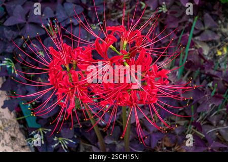 Lycoris radiata, rote Spinnenlilie, Tagundnachtgleiche, Höllenblume, rote Magierose Stockfoto