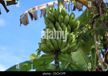 Nahaufnahme große Bananen, die an einem Baum hängen, unter sonnigem blauem Himmel (Himmel) Stockfoto