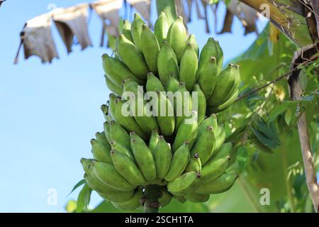Sehr nahe an einem Baum hängende Bananen unter sonnigem blauem Himmel (Himmel) Stockfoto