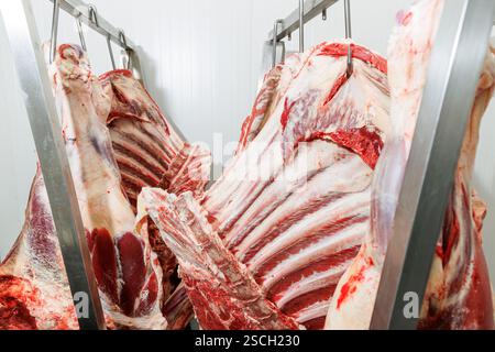 Rohe Schlachtkörper hängen an Haken in einem Kühlraum mit sichtbarem Fett- und Muskelgewebe. Die Beleuchtung ist hell und industriell, was die hervorhebt Stockfoto