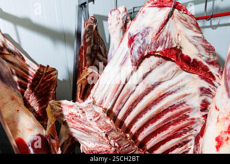 Rohe Schlachtkörper hängen an Haken in einem Kühlraum mit sichtbarem Fett- und Muskelgewebe. Die Beleuchtung ist hell und industriell, was die hervorhebt Stockfoto