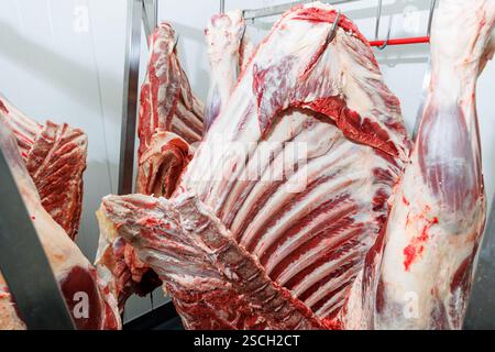 Rohe Schlachtkörper hängen an Haken in einem Kühlraum mit sichtbarem Fett- und Muskelgewebe. Die Beleuchtung ist hell und industriell, was die hervorhebt Stockfoto