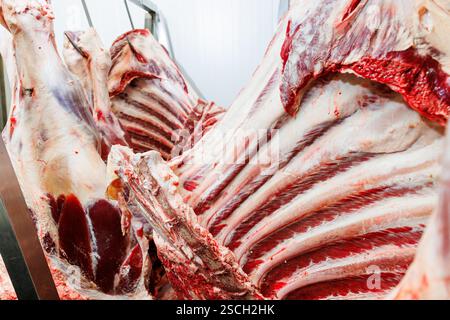 Rohe Schlachtkörper hängen an Haken in einem Kühlraum mit sichtbarem Fett- und Muskelgewebe. Die Beleuchtung ist hell und industriell, was die hervorhebt Stockfoto