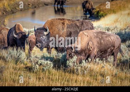 Eine Herde von Bisons weidet im Grasland des Yellowstone-Nationalparks Stockfoto