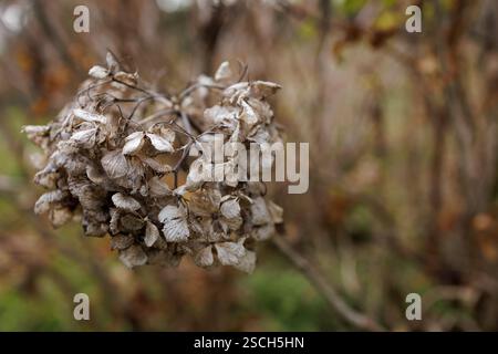 An einem Zweig hängen trockene, zarte Hortensie-Blüten, die die komplizierte Schönheit des Verfalls zeigen und ein Gefühl des saisonalen Wandels vermitteln. Stockfoto