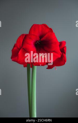 Nahaufnahme der hellroten amaryllis-Blüte in voller Blüte im Winter. Stockfoto