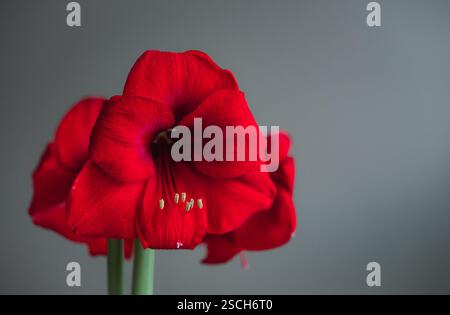 Nahaufnahme der hellroten amaryllis-Blüte in voller Blüte im Winter. Stockfoto