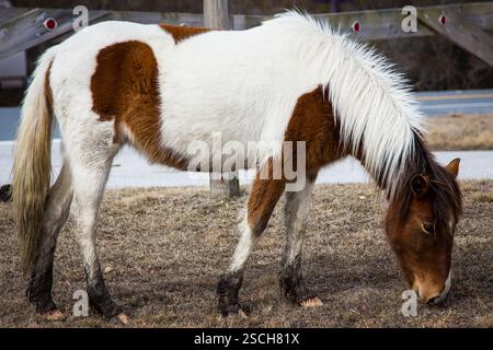 Ein Pinto-Pferd grast auf trockenem Gras. Schlammige Beine. Stockfoto
