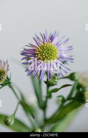 Eine Nahaufnahme eines Purple Aster Stockfoto